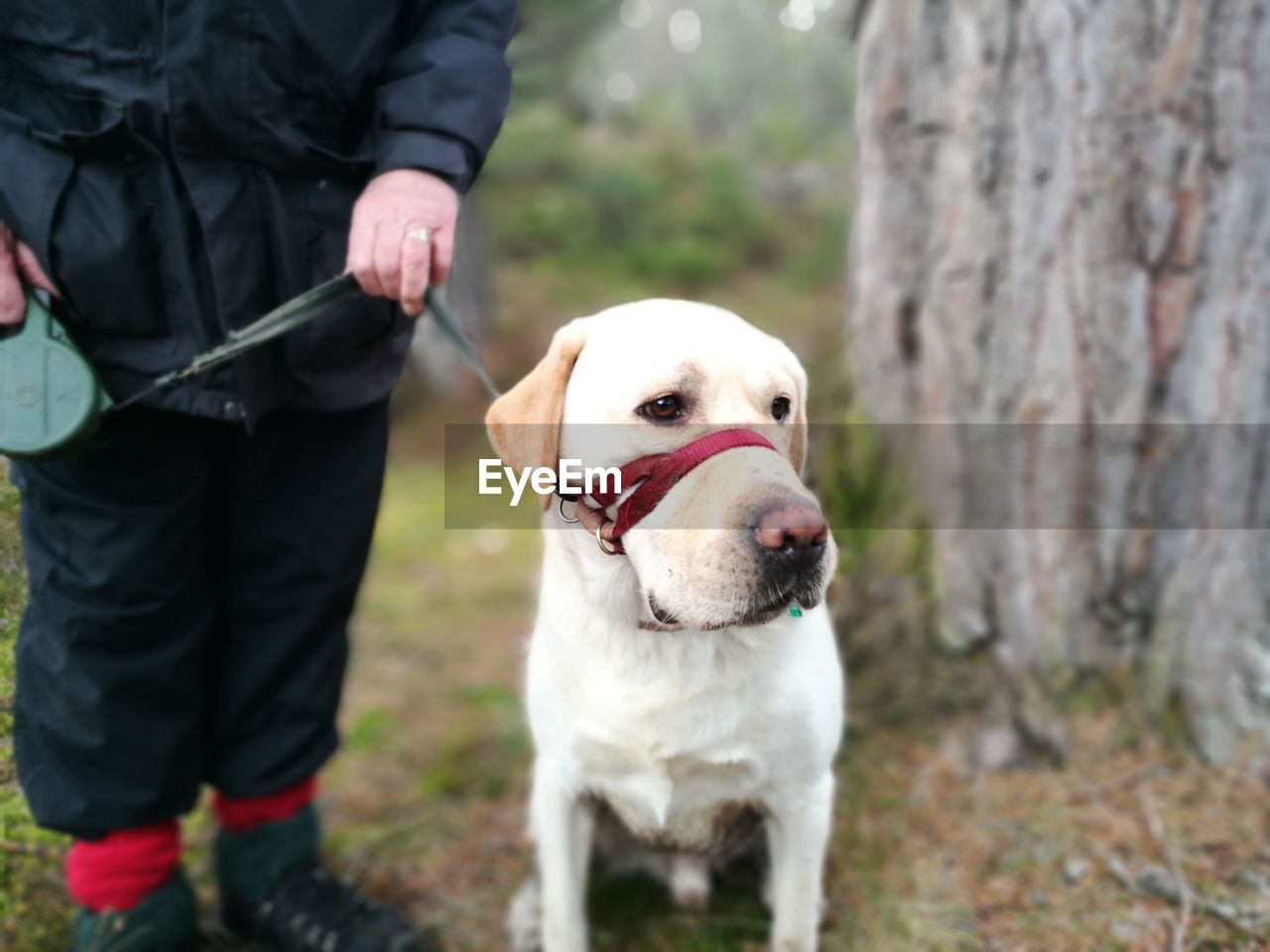 Midsection of man with dog