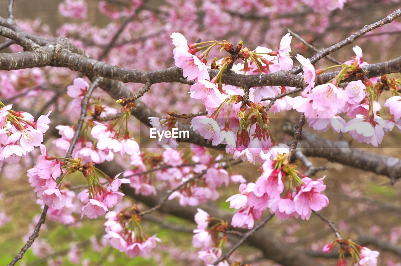 CLOSE-UP OF PINK BLOSSOMS ON BRANCH