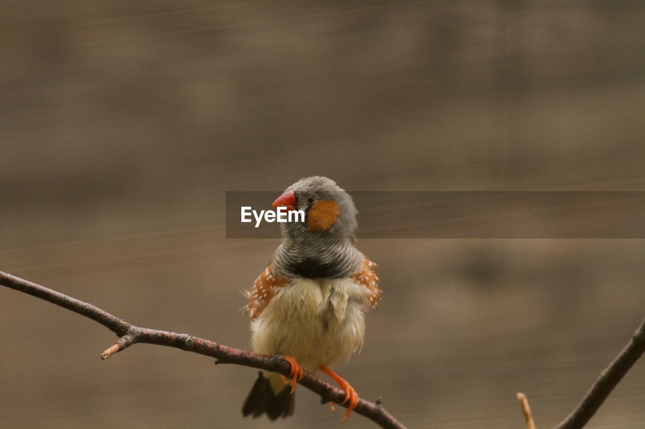 CLOSE-UP OF BIRD PERCHING ON A BRANCH