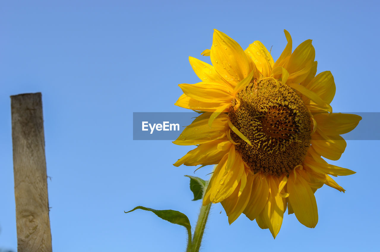 Low angle view of sunflower against clear blue sky