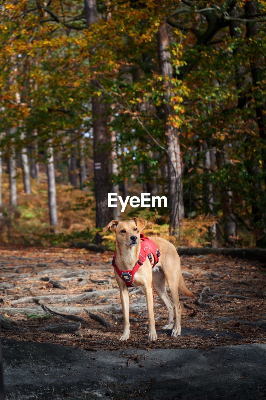 Portrait of dog in forest