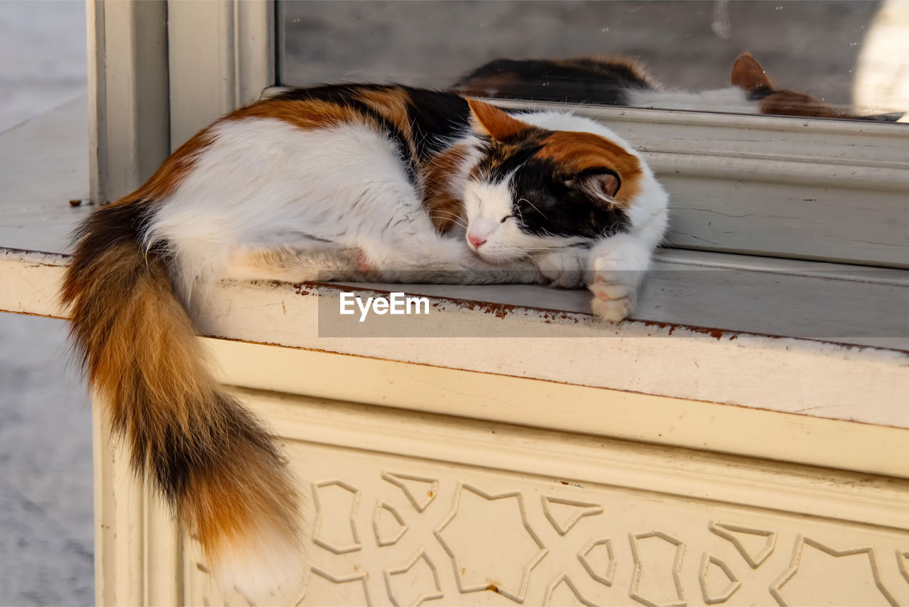 PORTRAIT OF A CAT LYING DOWN