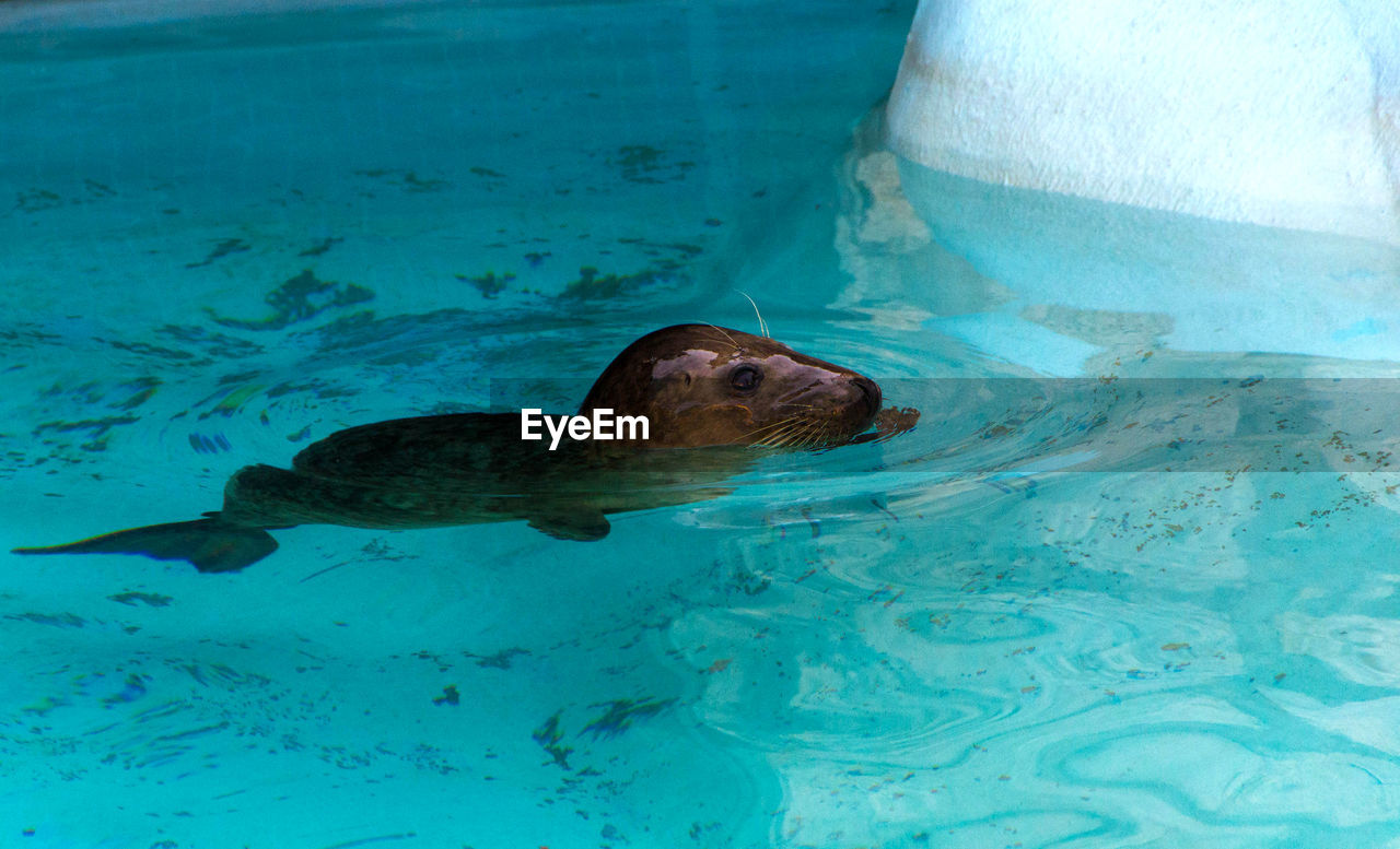 HIGH ANGLE VIEW OF DUCK SWIMMING IN POOL