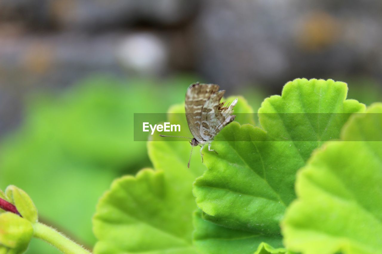 CLOSE-UP OF BUTTERFLY ON PLANT