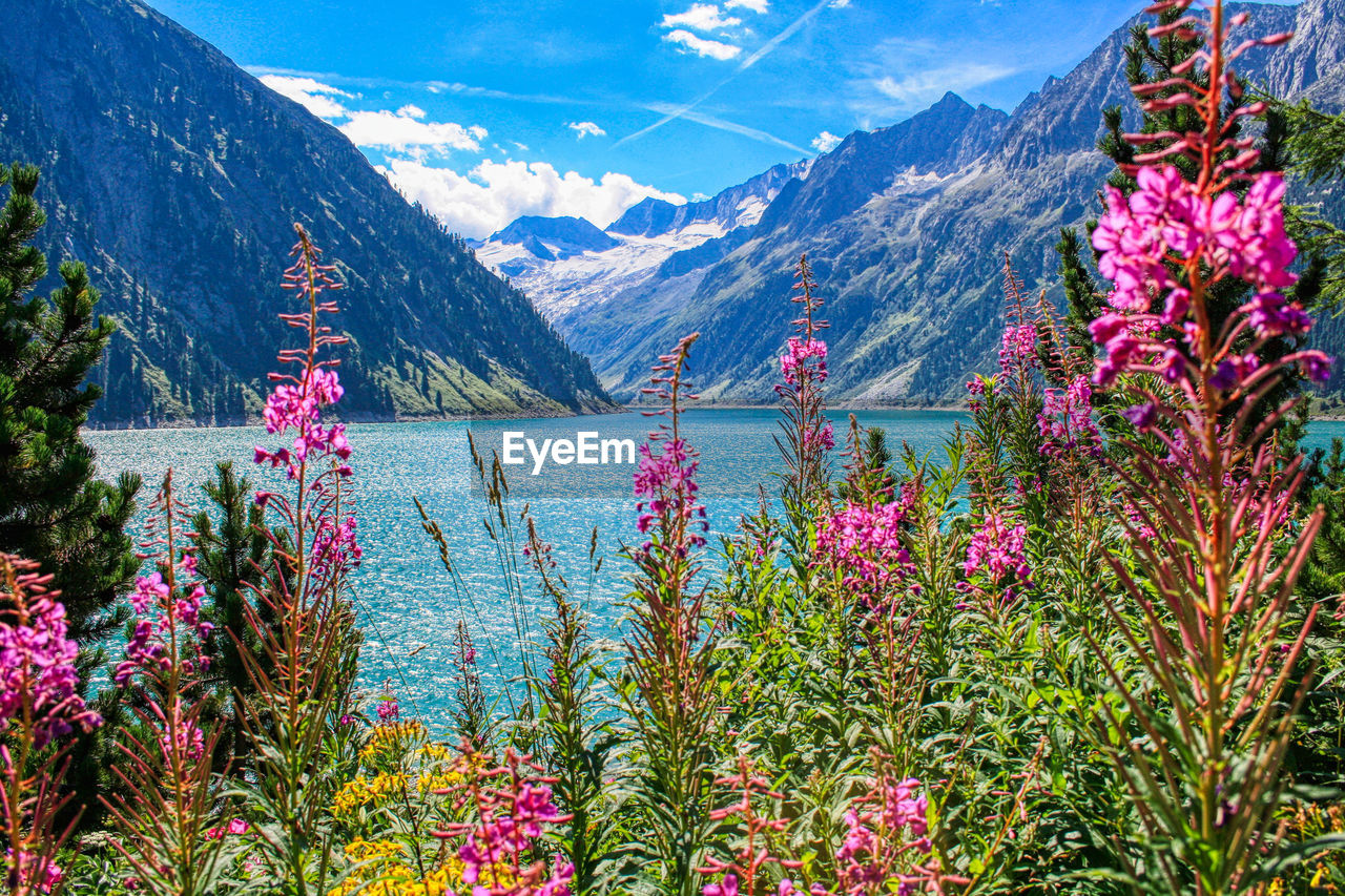 SCENIC VIEW OF FLOWERING PLANTS BY LAKE AGAINST MOUNTAIN