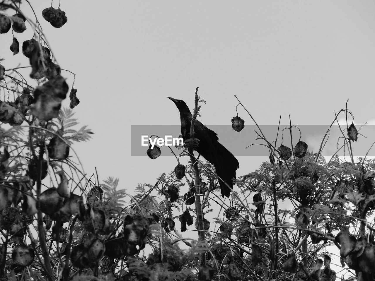 Low angle view of bird perching on tree against clear sky