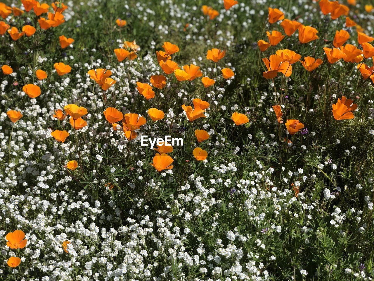 CLOSE-UP OF ORANGE FLOWERING PLANT