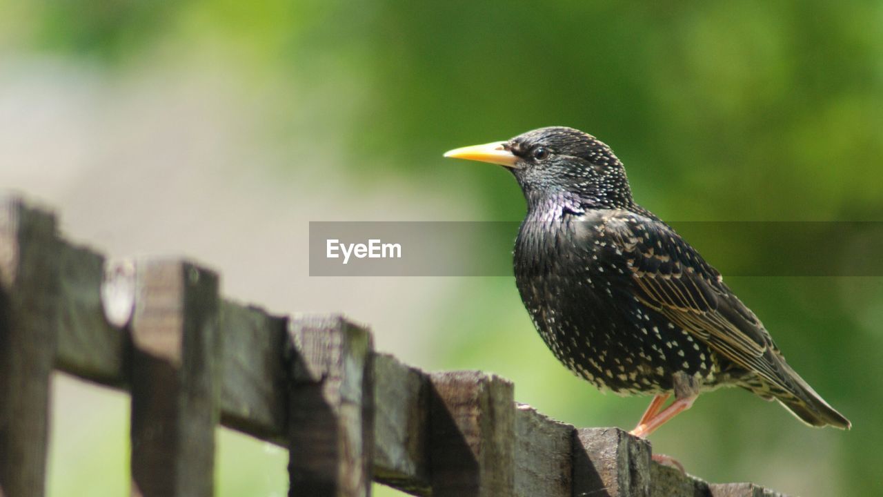 CLOSE-UP OF SPARROW PERCHING ON WOODEN POST