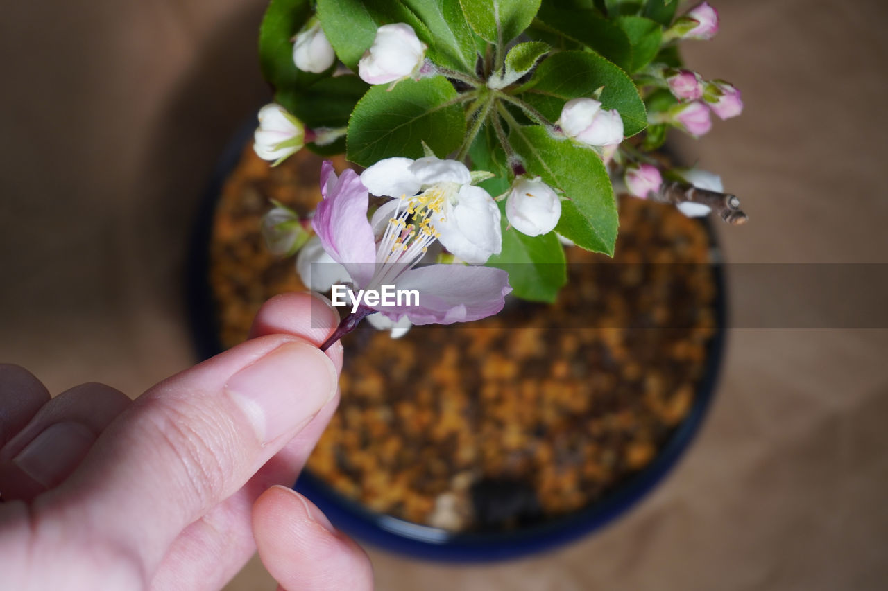 hand, plant, flower, holding, one person, freshness, flowering plant, nature, beauty in nature, close-up, adult, growth, fragility, lifestyles, women, floristry, leaf, indoors, food and drink, petal, focus on foreground, food, produce, macro photography, finger, flower head