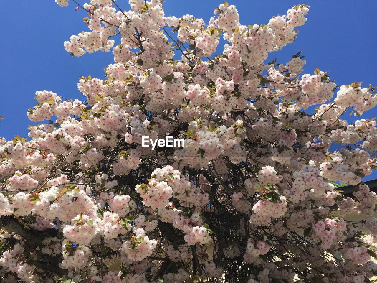 Low angle view of flower tree against sky