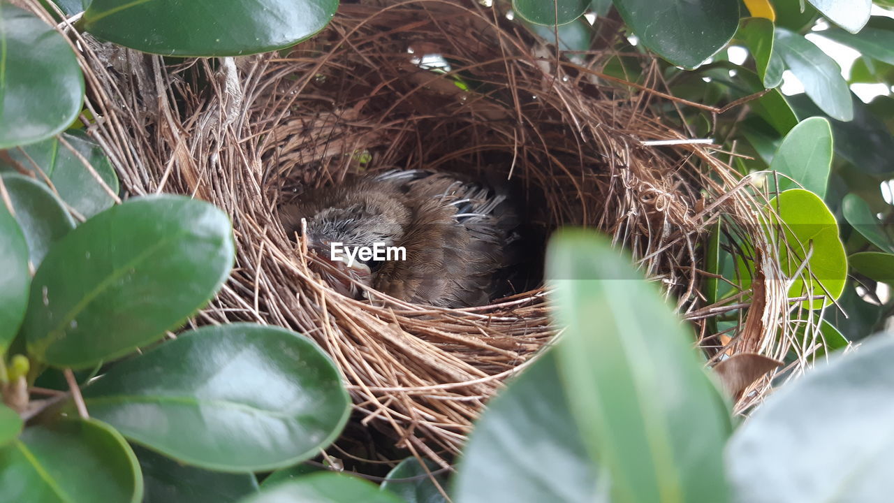 BIRD PERCHING ON A PLANT