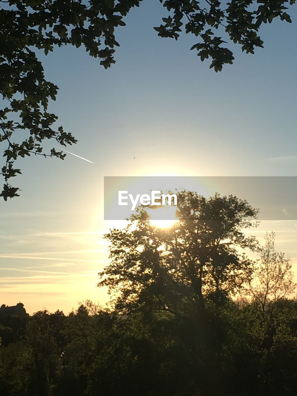 LOW ANGLE VIEW OF TREES AGAINST SKY DURING SUNSET