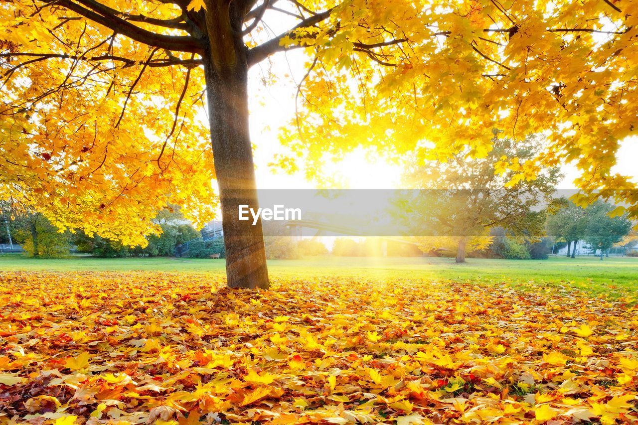 Autumn leaves on ground under tree