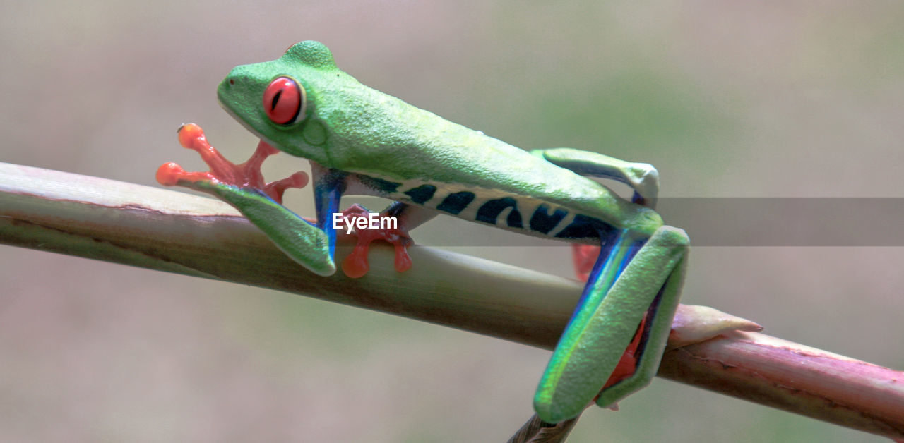 High angle view of frog on stem of plant