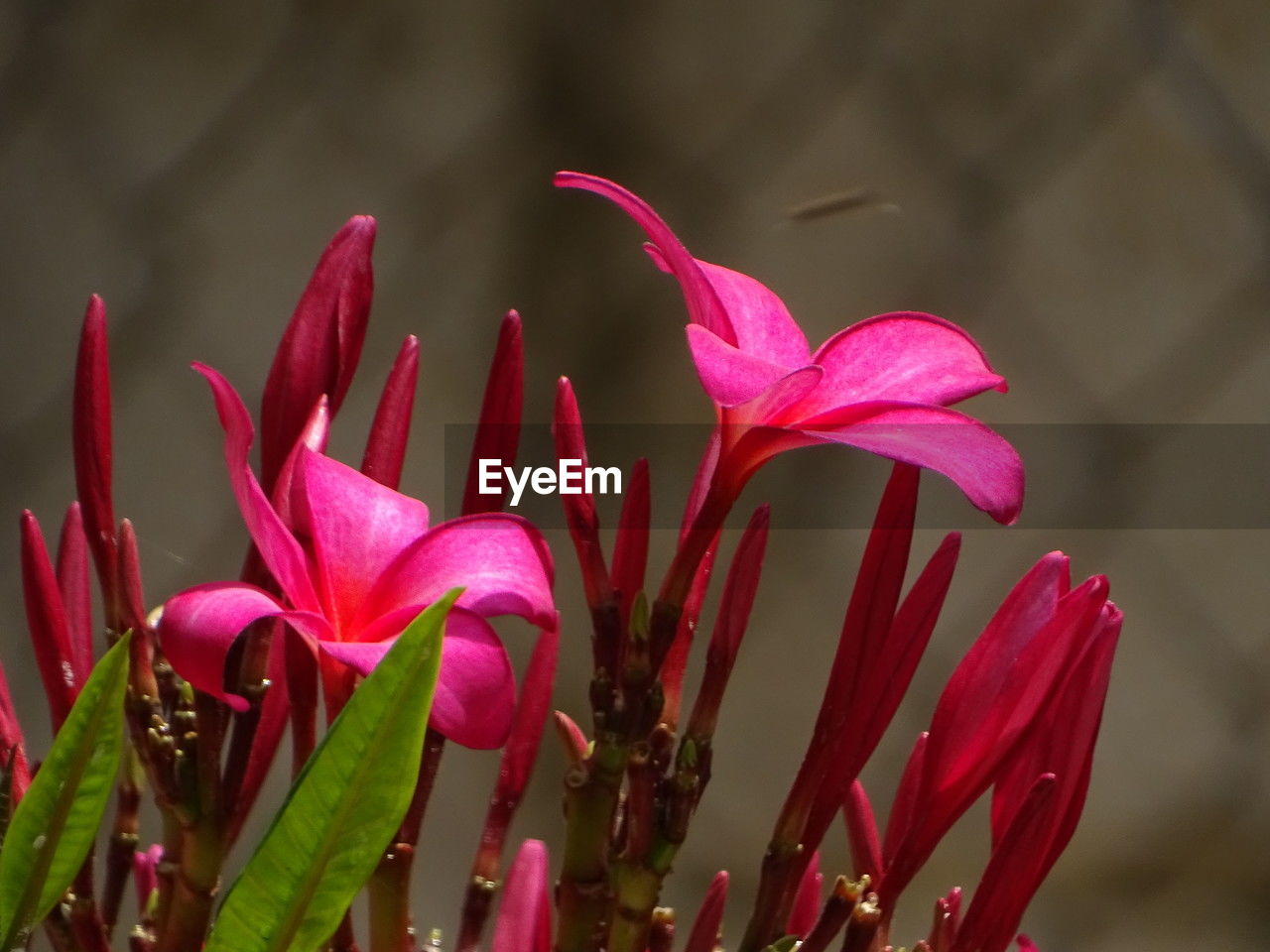 flower, flowering plant, plant, beauty in nature, freshness, petal, macro photography, red, close-up, pink, nature, growth, fragility, flower head, inflorescence, magenta, no people, focus on foreground, blossom, outdoors, leaf, water, plant stem, springtime, botany, pollen, plant part, day