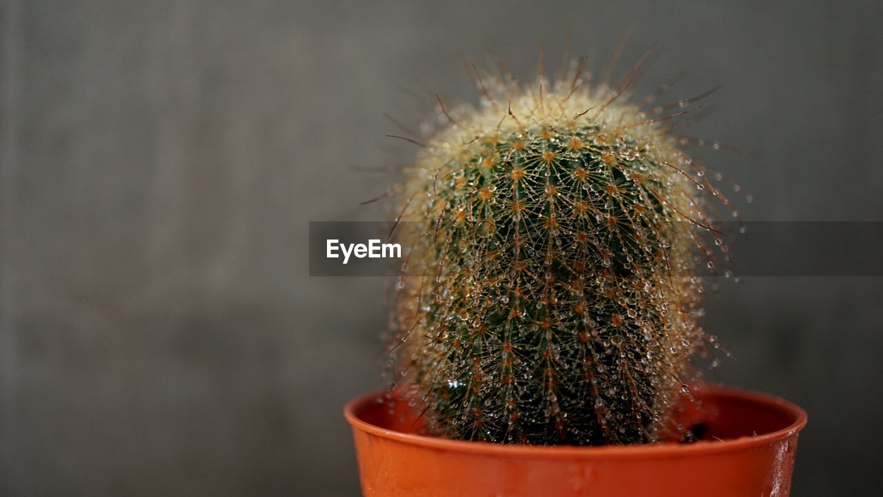 Close-up of cactus in pot