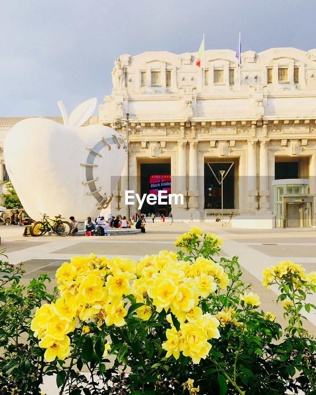 VIEW OF YELLOW FLOWERING PLANTS IN CITY