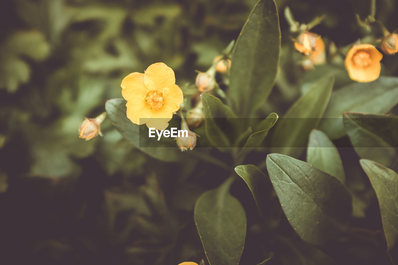 Close-up of yellow flowering plant