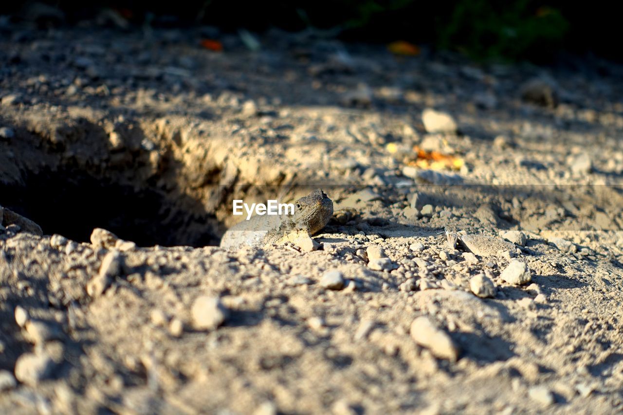 Close-up of gecko leaving burrow