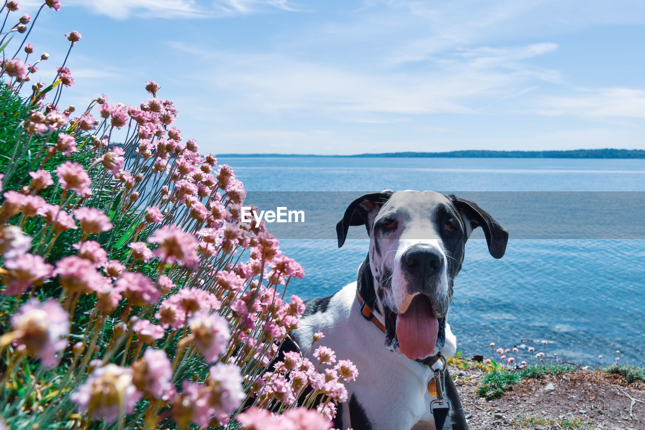 Spring flowers blooming by the sea with harlequin great dane puppy dog.