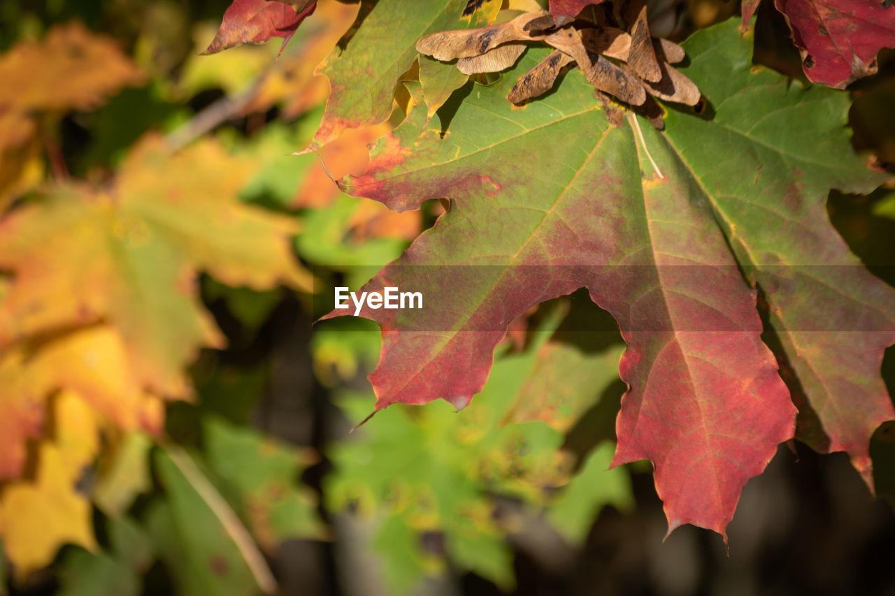 CLOSE-UP OF MAPLE LEAVES