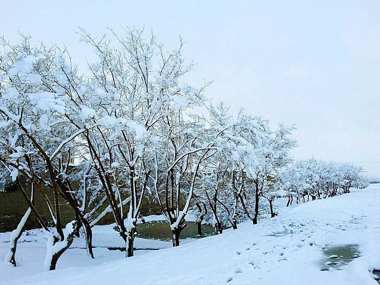 FROZEN TREES AGAINST SKY