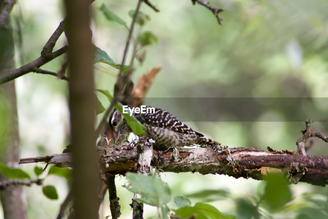 CLOSE-UP OF BIRD PERCHING ON TREE