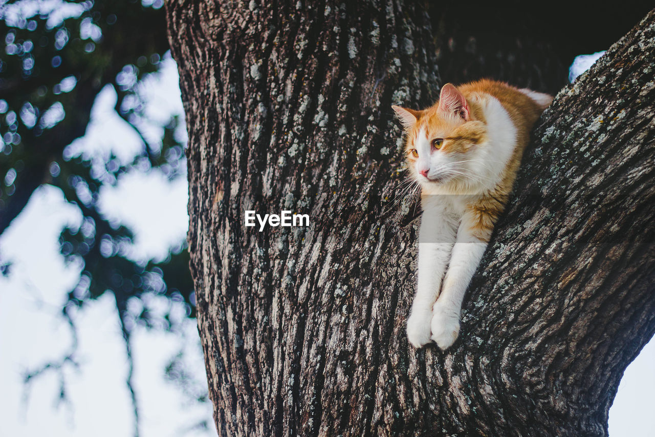 Cat sitting on tree trunk
