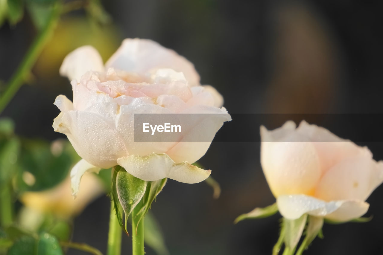 CLOSE-UP OF WHITE ROSE WITH ROSES