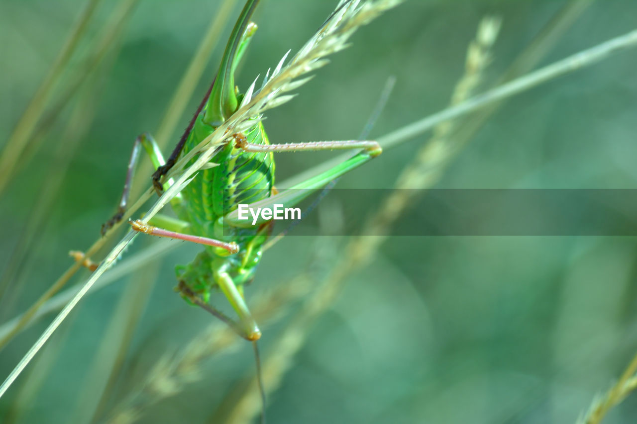 Close-up of insect on plant