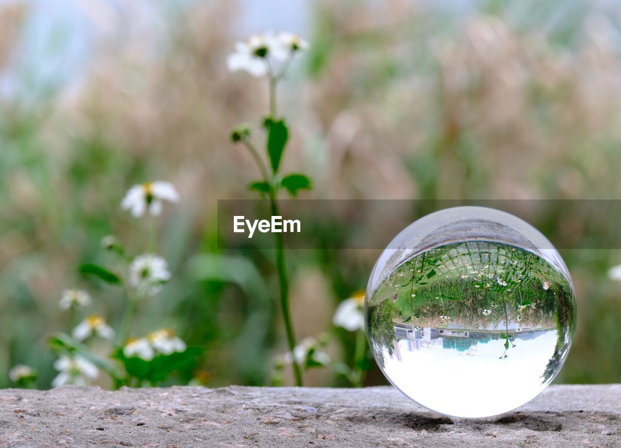 CLOSE-UP OF CRYSTAL BALL ON GLASS OF WATER