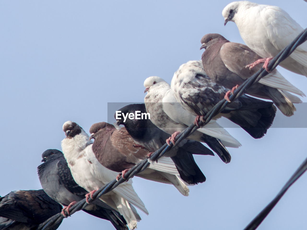 LOW ANGLE VIEW OF PIGEONS PERCHING ON TREE AGAINST SKY