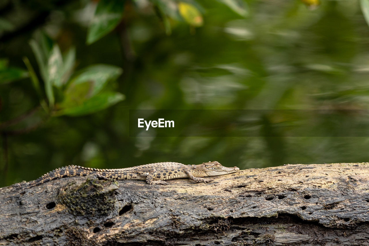 VIEW OF A ROCK