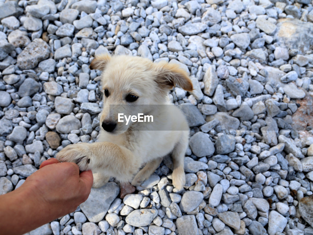 Close-up of hand holding dog on pebbles