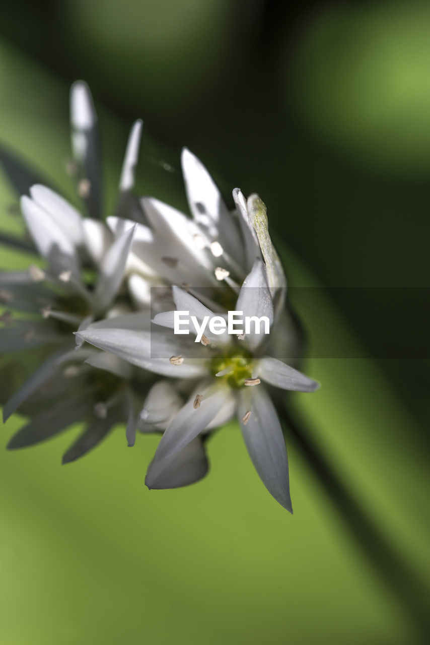 Close-up of white flowers