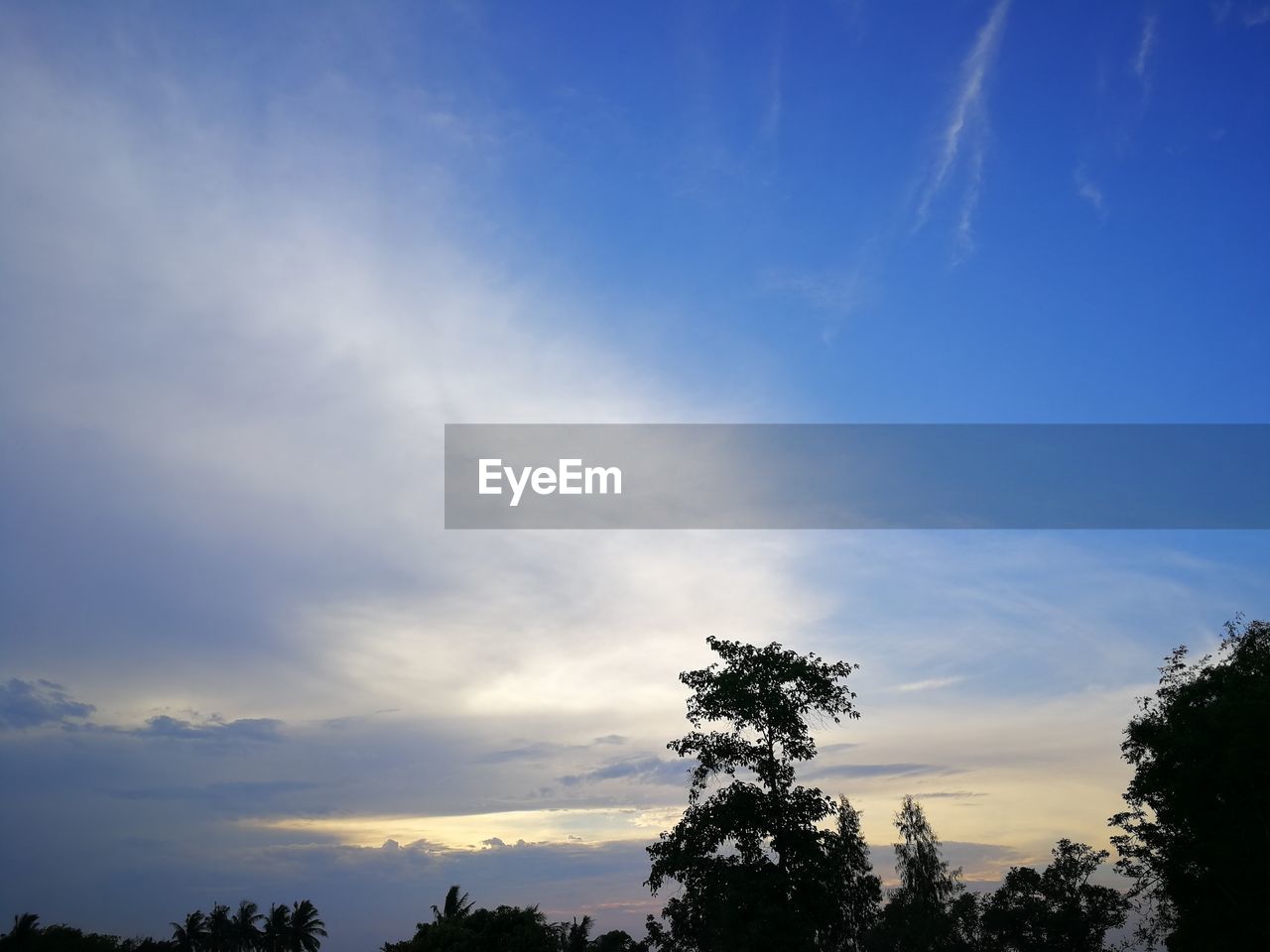 LOW ANGLE VIEW OF SILHOUETTE TREES AGAINST BLUE SKY