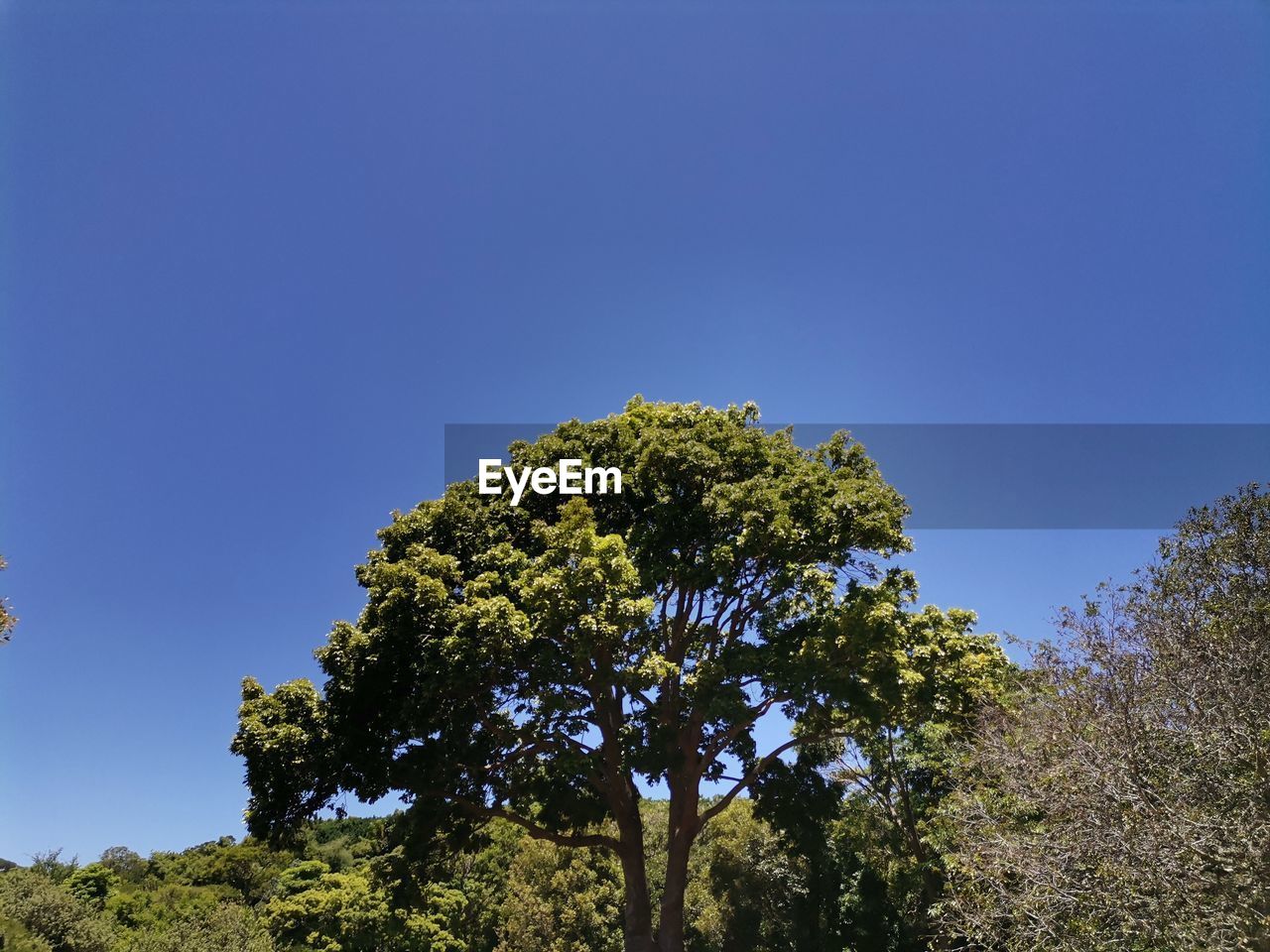 Low angle view of tree against clear blue sky