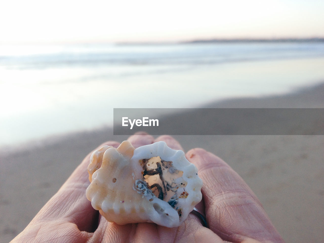 Close-up of hand holding seashell on beach