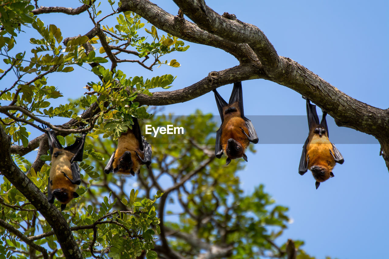 Low angle view of flying foxes hanging on tree against clear sky