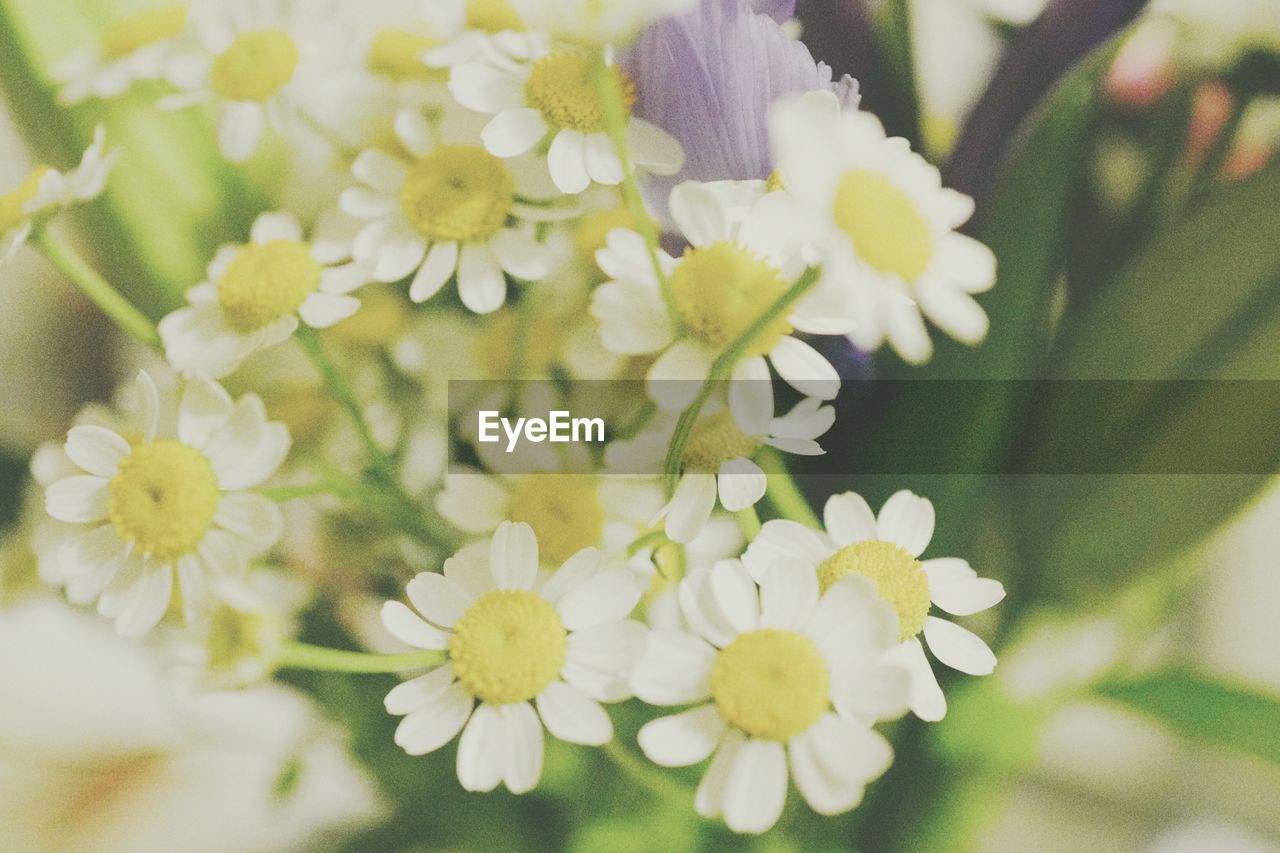 CLOSE-UP OF FLOWERS BLOOMING