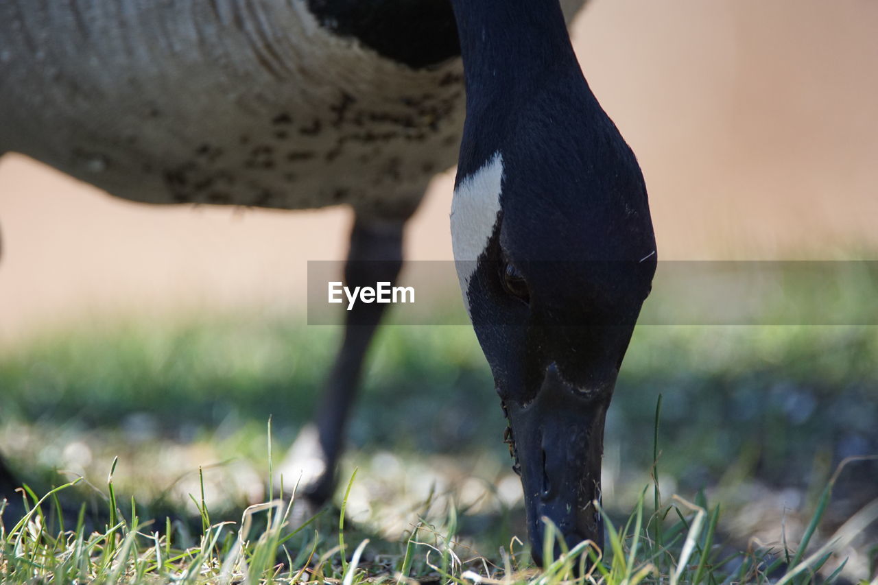 Close-up of canada goose grazing on grassy field