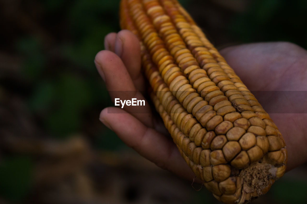 Close-up of hand holding corn