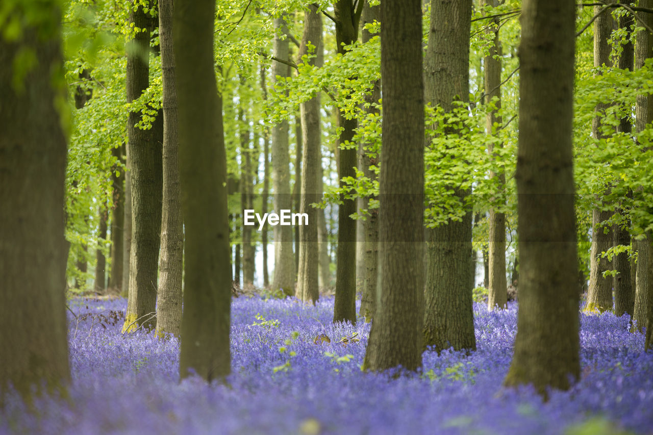 Purple flowering plants and trees in forest
