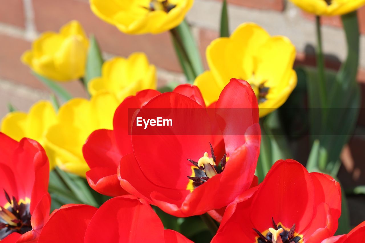 Close-up of red flowers blooming outdoors