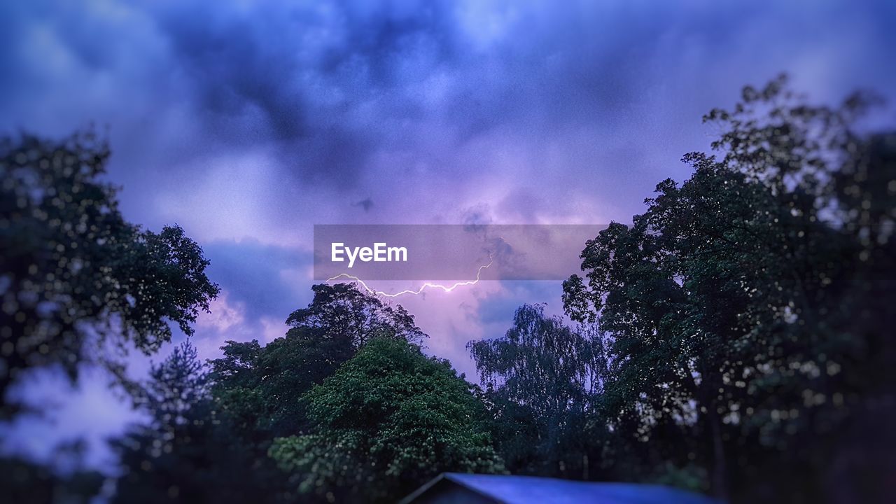 Trees against sky during winter