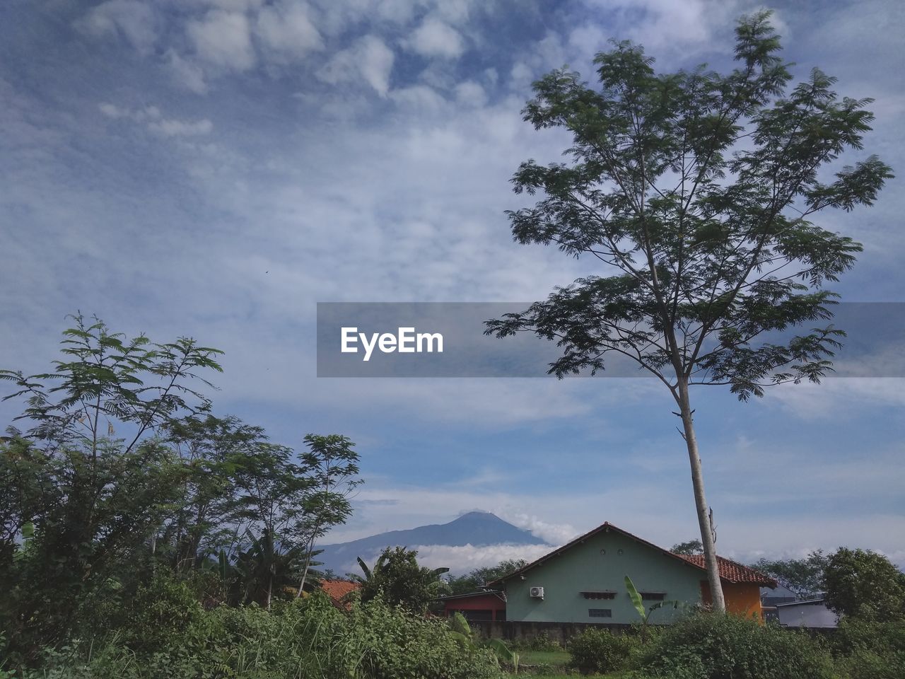 TREES AND HOUSES AGAINST SKY AND PLANTS