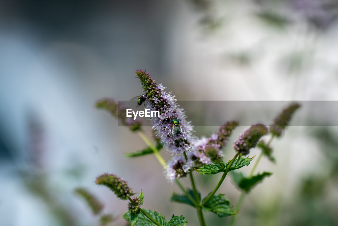 CLOSE-UP OF FLOWERING PLANT AGAINST PURPLE WALL