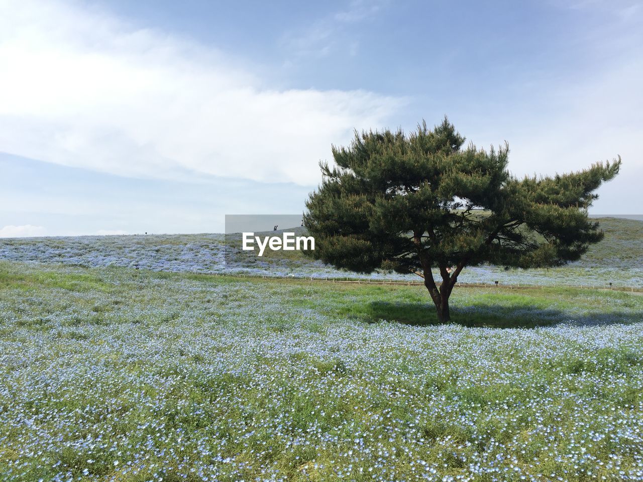 Baby blue eyes under the tree and sky