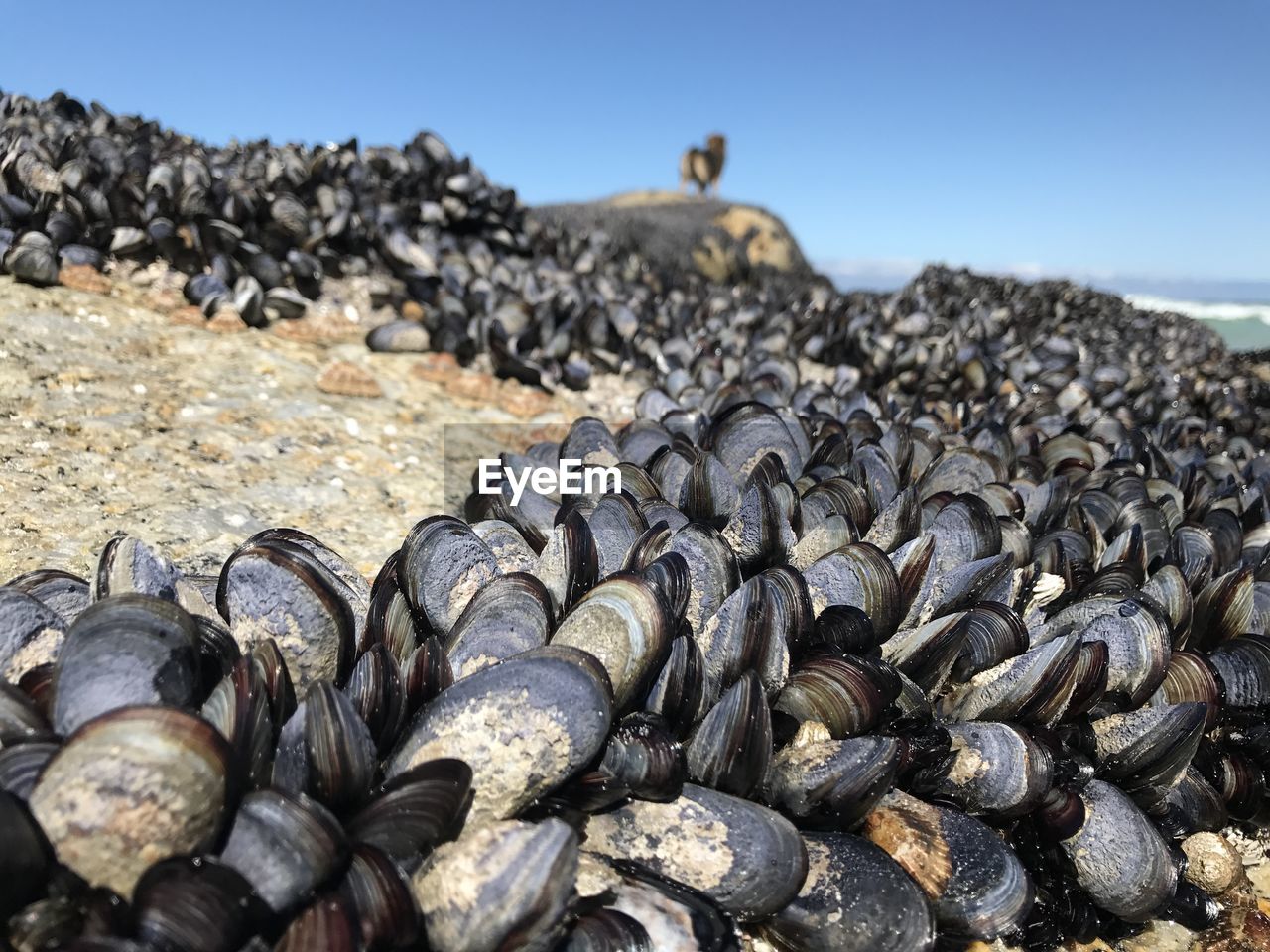 Close-up of clams on noordhoek beach against sky