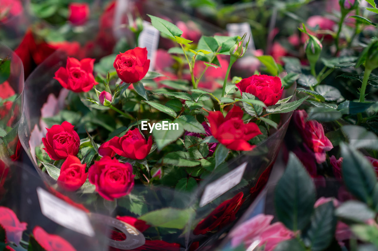 Close-up of red flowering roses